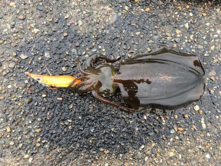 エギングとウキ釣り